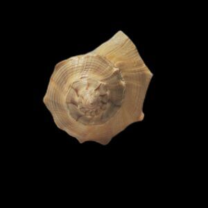 Lighting Whelk Shell 6.5" Long ~Vintage~